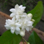 Mogra is a beautiful fragrant white flower from Jasmine family which is considered a sacred flower and used for worshiping God, apart from its multiple uses.