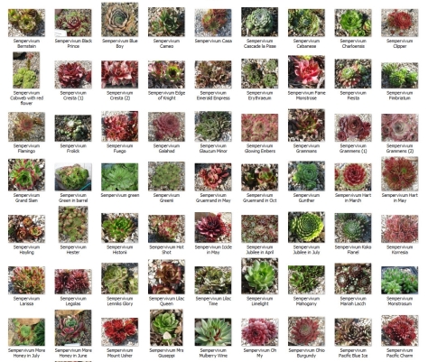 Succulents collection - Copy (2)
