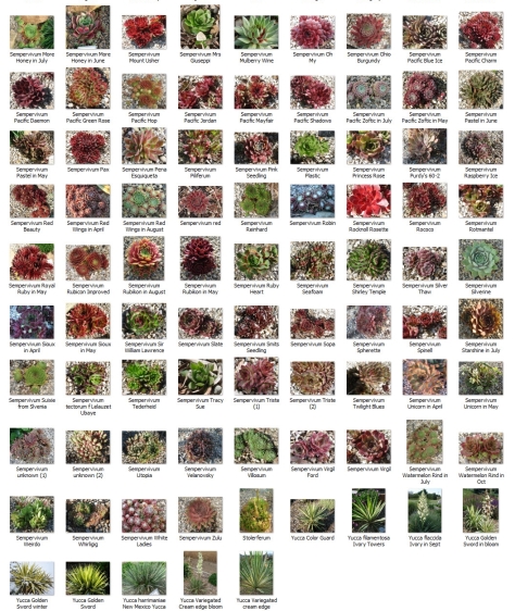 Succulents collection - Copy (3)