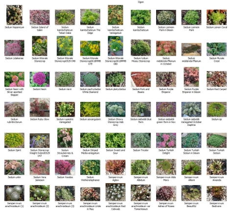 Succulents collection - Copy
