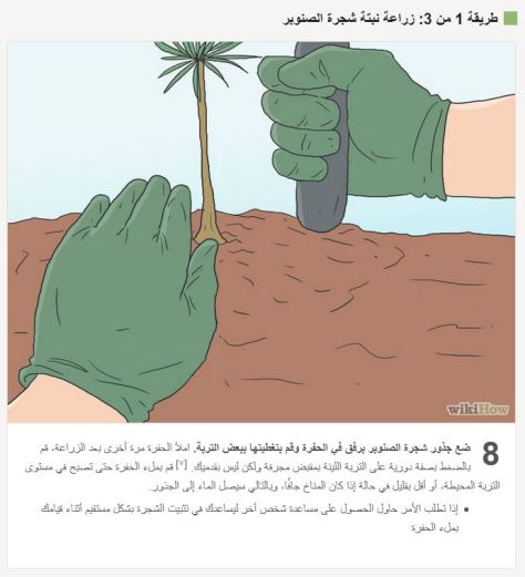 اشجار الصنوبر في ليبيا