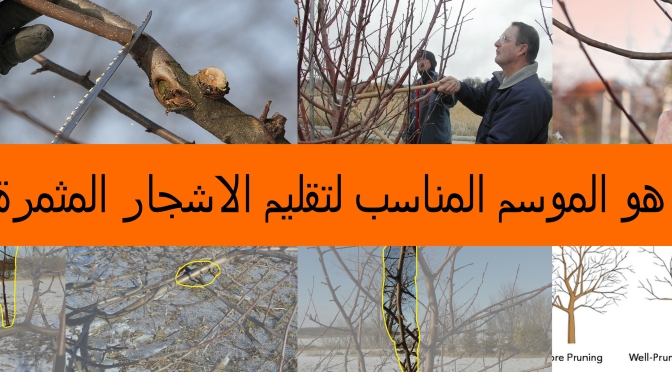 تقليم أشجار الفاكهة Pruning Fruit Trees شبكة المزارعين الليبيين
