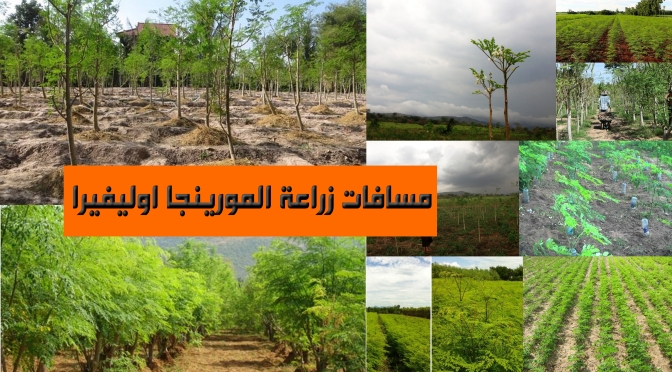 مسافات زراعة المورينجا اوليفيرا شبكة المزارعين الليبيين