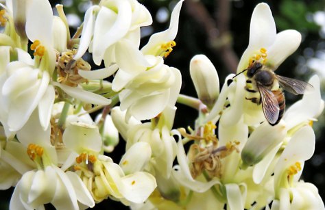flowers9-bees